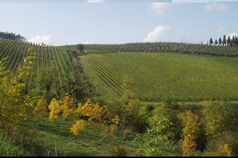 vineyards tuscany